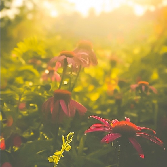 Meet your Posher, Erica - Picture 3 of 5